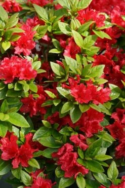 Perfecto Mundo Red Reblooming Azalea - 1 Gallon Pot 12 Perfecto Mundo Red Reblooming Azalea - 1 Gallon Pot -Wilson Bros Gardens Shop azalea perfecto mundo red 2 3