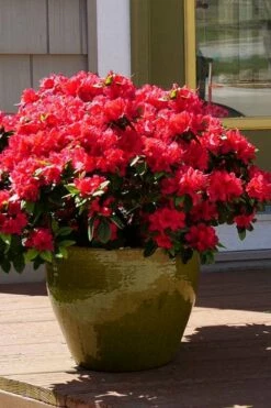 Perfecto Mundo Red Reblooming Azalea - 2 Gallon Pot