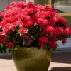 Perfecto Mundo Red Reblooming Azalea - 1 Gallon Pot