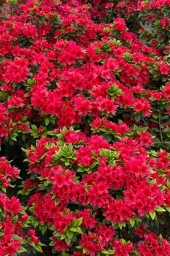 Perfecto Mundo Red Reblooming Azalea - 3 Pack Of Quart Pots -Wilson Bros Gardens Shop azalea perfecto mundo red 5 1