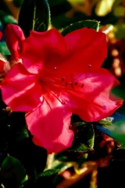 Perfecto Mundo Red Reblooming Azalea - 3 Pack Of Quart Pots -Wilson Bros Gardens Shop azalea perfecto mundo red 6 1