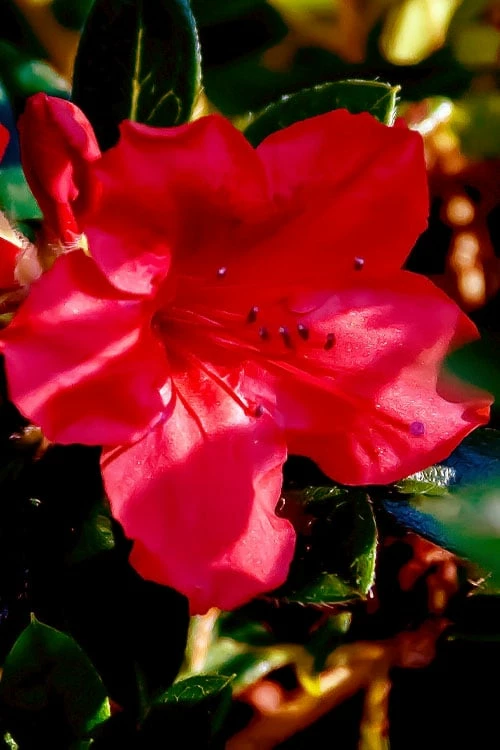 Perfecto Mundo Red Reblooming Azalea - 3 Gallon Pot 7 Perfecto Mundo Red Reblooming Azalea - 3 Gallon Pot - Image 7