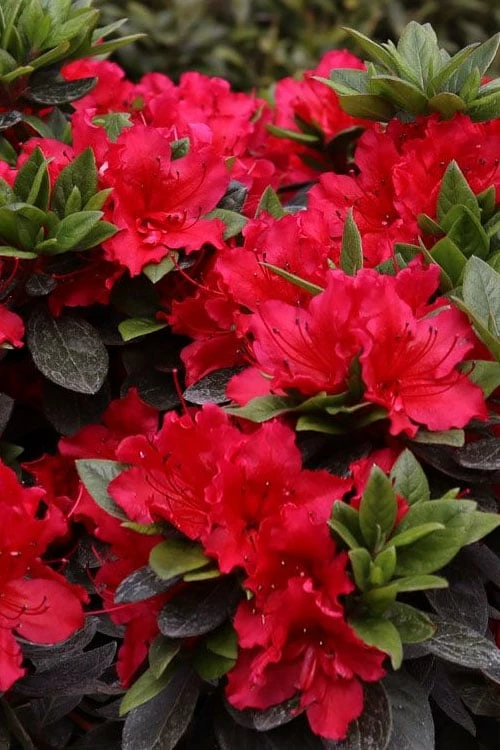 Perfecto Mundo Red Reblooming Azalea - 2 Gallon Pot 4 Perfecto Mundo Red Reblooming Azalea - 2 Gallon Pot - Image 4