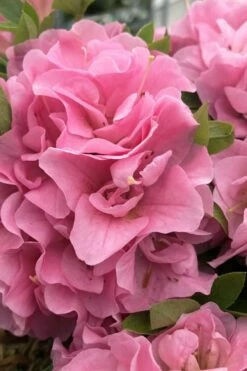 Perfecto Mundo Double Pink Reblooming Azalea - 3 Gallon Pot