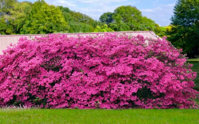 Pink Formosa Azalea - 3 Gallon Pot 5 Pink Formosa Azalea - 3 Gallon Pot - Image 5