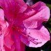 Pink Formosa Azalea - 1 Gallon Pot