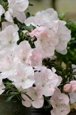 Tsuki No Shimo Satsuki Azalea - 3 Gallon Pot -Wilson Bros Gardens Shop azalea satsuki tsuki no shimo 100 1