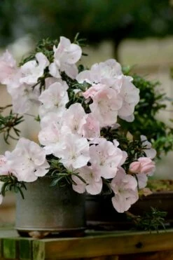 Tsuki No Shimo Satsuki Azalea - 1 Gallon Pot -Wilson Bros Gardens Shop azalea satsuki tsuki no shimo 101