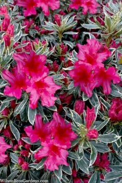 The Robe Azalea - 3 Gallon Pot -Wilson Bros Gardens Shop azalea the robe 3 1