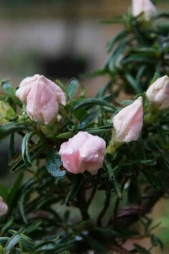 Tsuki No Shimo Satsuki Azalea - 1 Gallon Pot -Wilson Bros Gardens Shop azalea tsuki no shimo 2