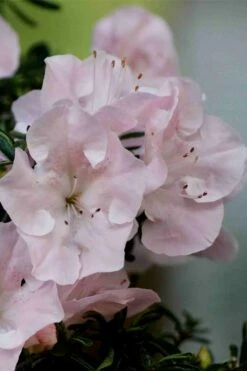 Tsuki No Shimo Satsuki Azalea - 3 Gallon Pot -Wilson Bros Gardens Shop azalea tsuki no shimo 3 1