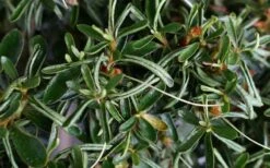 Tsuki No Shimo Satsuki Azalea - 1 Gallon Pot -Wilson Bros Gardens Shop azalea tsuki no shimo 7