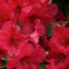 Vivid Azalea - 6 Pack Of 1 Gallon Pots