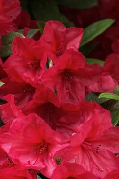 Vivid Azalea - 6 Pack Of 1 Gallon Pots -Wilson Bros Gardens Shop azalea vivid red 2