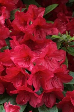 Vivid Azalea - 1 Gallon Pot -Wilson Bros Gardens Shop azalea vivid red 3 1