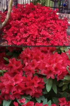 Vivid Azalea - 1 Gallon Pot -Wilson Bros Gardens Shop azalea vivid red 4 1