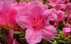 Chinzan Dwarf Azalea - 6 Pack Of 1 Gallon Pots -Wilson Bros Gardens Shop azaleachinzan 1