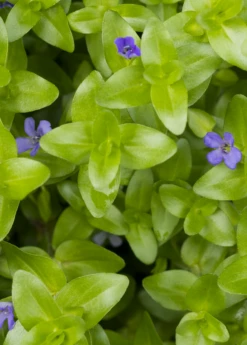 Brahmi (Bacopa Monnieri) -Wilson Bros Gardens Shop bacopa brahmi 1610px X 2250px 513347a6 0c8f 41f3 b7d9 e22c91848688