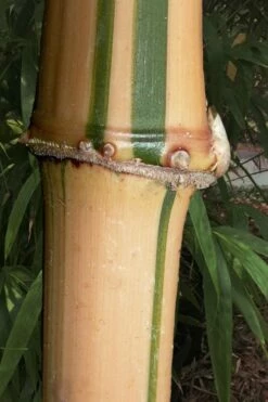 Golden Square Stem Bamboo (Chimonobambusa Quadrangularis 'Suow') - 5 Gallon Pot