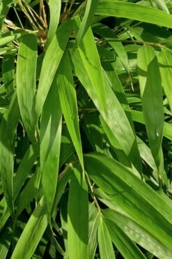 Golden Square Stem Bamboo (Chimonobambusa Quadrangularis 'Suow') - 3 Gallon Pot -Wilson Bros Gardens Shop bamboo golden square stem 7