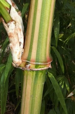 Golden Square Stem Bamboo (Chimonobambusa Quadrangularis 'Suow') - 3 Gallon Pot -Wilson Bros Gardens Shop bamboo golden square stem 9