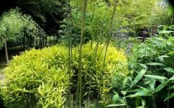 Dwarf Golden Leaf Bamboo - Pleioblastus Viridistriatus 'Chrysophyllus' - 2 Gallon Pot -Wilson Bros Gardens Shop bamboo green stripe 3 1