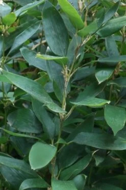 Ruscus Bamboo (Shibataea Kumasaca) - 1 Gallon Pot