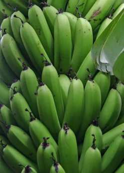 Banana 'Grand Nain' (Musa Acuminata) -Wilson Bros Gardens Shop bananafruittreesowexoticnursery 2