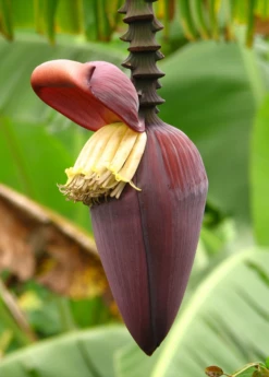 Banana 'Grand Nain' (Musa Acuminata) -Wilson Bros Gardens Shop bananafruittreesowexoticnursery 7