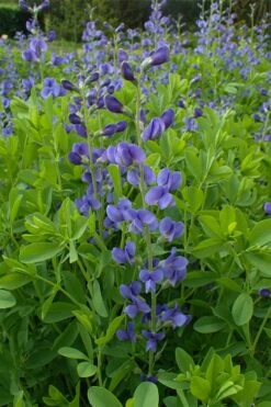 Blue False Indigo (Baptisia Australis) - 5 Pack Of Quart Pots -Wilson Bros Gardens Shop baptisia australis blue false indigo 11 1