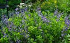 Blue False Indigo (Baptisia Australis) - 5 Pack Of Quart Pots -Wilson Bros Gardens Shop baptisia australis blue false indigo 12 1