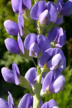 Blue False Indigo (Baptisia Australis) - 5 Pack Of Quart Pots -Wilson Bros Gardens Shop baptisia australis blue false indigo 14 1