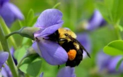 Blue False Indigo (Baptisia Australis) - 1 Gallon Pot -Wilson Bros Gardens Shop baptisia australis blue wild indigo 3