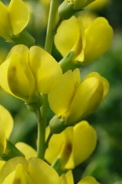 Solar Flare Baptisia (Yellow False Indigo) - 2 Gallon Pot -Wilson Bros Gardens Shop baptisia australis solar flare 24