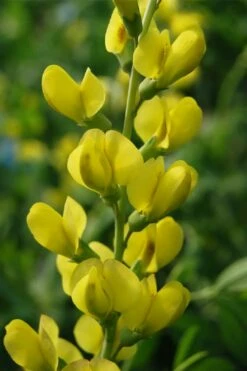 Solar Flare Baptisia (Yellow False Indigo) - 2 Gallon Pot -Wilson Bros Gardens Shop baptisia australis solar flare 25