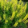 Solar Flare Baptisia (Yellow False Indigo) - 2 Gallon Pot