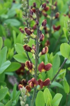 Cherries Jubilee Baptisia (False Indigo) - 1 Gallon Pot -Wilson Bros Gardens Shop baptisia cherries jubilee 2