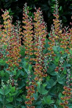 Cherries Jubilee Baptisia (False Indigo) - 1 Gallon Pot -Wilson Bros Gardens Shop baptisia cherries jubilee 7