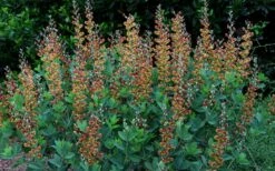 Cherries Jubilee Baptisia (False Indigo) - 1 Gallon Pot -Wilson Bros Gardens Shop baptisia cherries jubilee 8