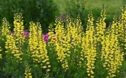 Lemon Meringue Baptisia (False Indigo) - 1 Gallon Pot -Wilson Bros Gardens Shop baptisia lemon meringue 3