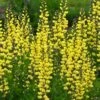 Lemon Meringue Baptisia (False Indigo) - 1 Gallon Pot