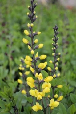 Lemon Meringue Baptisia (False Indigo) - 1 Gallon Pot -Wilson Bros Gardens Shop baptisia lemon meringue 7