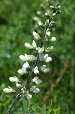 White False Indigo (Baptisia Pendula 'Alba') - 1 Gallon Pot -Wilson Bros Gardens Shop baptisia pendula white false indigo 1
