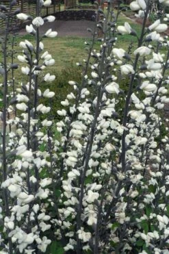 White False Indigo (Baptisia Pendula 'Alba') - 1 Gallon Pot -Wilson Bros Gardens Shop baptisia pendula white false indigo 4