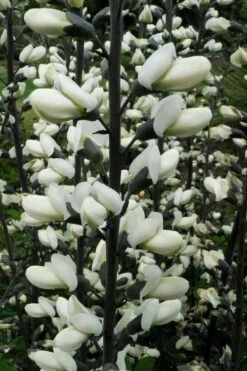 White False Indigo (Baptisia Pendula 'Alba') - 1 Gallon Pot -Wilson Bros Gardens Shop baptisia pendula white false indigo 8