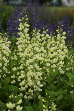 Vanilla Cream Baptisia (False Indigo) - 1 Gallon Pot -Wilson Bros Gardens Shop baptisia vanilla cream false indigo 2