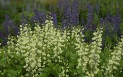 Vanilla Cream Baptisia (False Indigo) - 1 Gallon Pot -Wilson Bros Gardens Shop baptisia vanilla cream false indigo 3