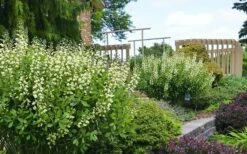 Vanilla Cream Baptisia (False Indigo) - 1 Gallon Pot -Wilson Bros Gardens Shop baptisia vanilla cream false indigo 4