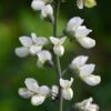 White False Indigo (Baptisia Pendula 'Alba') - 1 Gallon Pot
