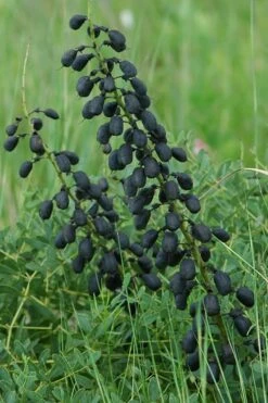 White False Indigo (Baptisia Pendula 'Alba') - 1 Gallon Pot -Wilson Bros Gardens Shop baptisia white 4 500x750 1